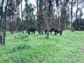 Sitio en Venta en Loteo / Condominio Raíces de Mantagua