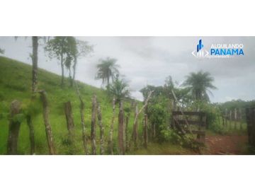 Atención agro inversionista! Vendo preciosa finca de 28 ha en Gualaca