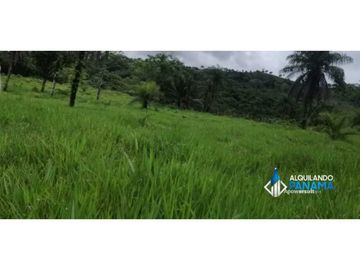 Atención agro inversionista! Vendo preciosa finca de 28 ha en Gualaca