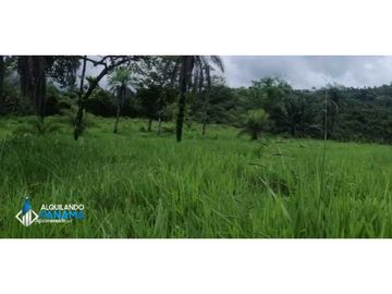 Atención agro inversionista! Vendo preciosa finca de 28 ha en Gualaca