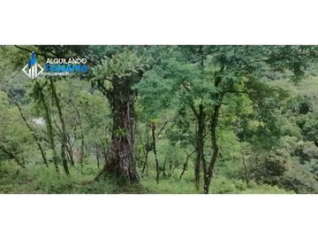 Atención agro inversionista! Vendo preciosa finca de 28 ha en Gualaca