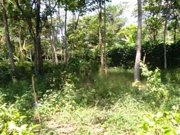 Tanah murah pnggir jalan 8 Ha cocok perkebunan/peternakan di Salopa Tasikmalaya