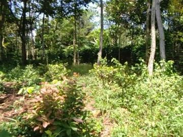 Tanah murah pnggir jalan 8 Ha cocok perkebunan/peternakan di Salopa Tasikmalaya