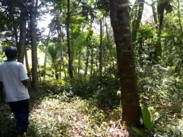 Tanah murah pnggir jalan 8 Ha cocok perkebunan/peternakan di Salopa Tasikmalaya