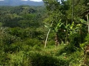 Tanah murah pnggir jalan 8 Ha cocok perkebunan/peternakan di Salopa Tasikmalaya