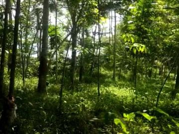 Tanah murah pnggir jalan 8 Ha cocok perkebunan/peternakan di Salopa Tasikmalaya