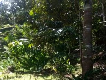 Tanah murah pnggir jalan 8 Ha cocok perkebunan/peternakan di Salopa Tasikmalaya