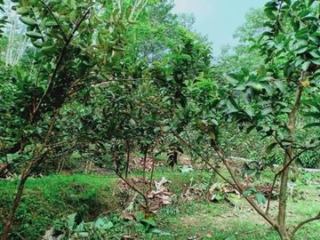 Tanah ngargoyoso kebun jambu 1075m 200jt