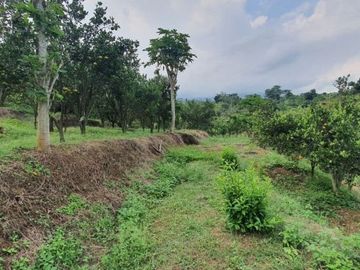 tanah lahan kebun jeruk produktif strategis murah meriah