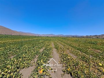 Agrícola en Venta en Hacienda Curacavi Los Capachos ,séctor A