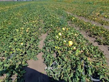 Agrícola en Venta en Hacienda Curacavi Los Capachos ,séctor A