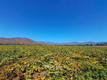 Agrícola en Venta en Hacienda Curacavi Los Capachos ,séctor A
