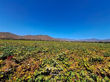 Agrícola en Venta en Hacienda Curacavi Los Capachos ,séctor A