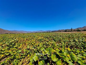 Agrícola en Venta en Hacienda Curacavi Los Capachos ,séctor A