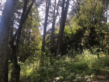 Terreno en Venta con Cabaña, Real del Monte