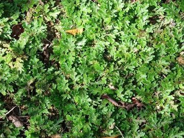 Terreno en Venta en Homun, Yuc.