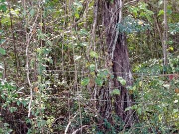 Terreno en Venta en Homun, Yuc.