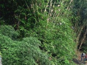 Tanah pekarangan di manisrejo sambego maguwoharjo