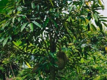 Tanah karangpandan kebun durian 28 pohon