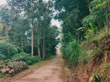Tanah karangpandan kebun durian 28 pohon