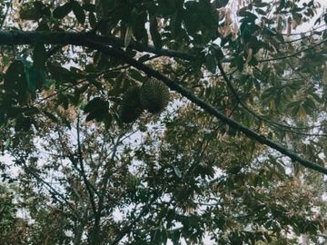 Tanah karangpandan kebun durian 28 pohon