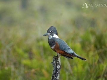 Sitio en Venta en Isla Grande de Chiloé, Comuna de Chonchi, parque Tepuhueico, Loteo río Bravo