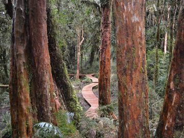 Sitio en Venta en Isla Grande de Chiloé, Comuna de Chonchi, parque Tepuhueico, Loteo río Bravo