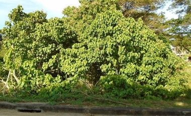 Highly Affordable 129 Sqm Lot for Sale in Greenwoods Subdivision near Talamban Cebu City