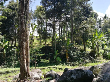 TANAH COCOK UNTUK RESORT DI WANAGIRI TABANAN