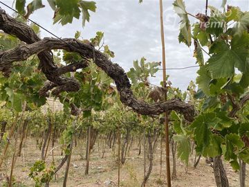 Parcela en venta en Paiguano
