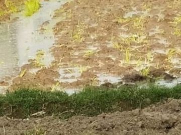 Tanah Dijual Murah Di Tegalyoso Klaten
