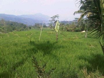 Dijual Tanah Perkebunan 4 Ha Di Sukaresmi Kota Cianjur