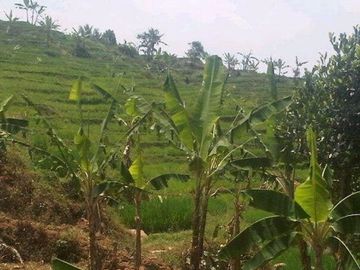 Dijual Tanah Perkebunan 4 Ha Di Sukaresmi Kota Cianjur
