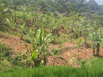 Dijual Tanah Perkebunan 4 Ha Di Sukaresmi Kota Cianjur
