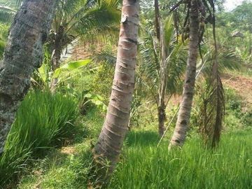 Dijual Tanah Perkebunan 4 Ha Di Sukaresmi Kota Cianjur