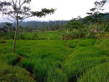 Dijual Tanah Perkebunan 4 Ha Di Sukaresmi Kota Cianjur
