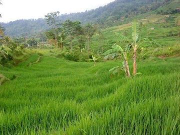 Dijual Tanah Perkebunan 4 Ha Di Sukaresmi Kota Cianjur