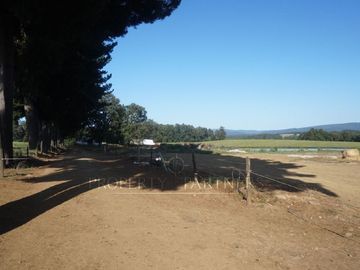 Los Lagos, buen campo lechero y ganadero