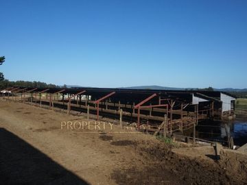 Los Lagos, buen campo lechero y ganadero