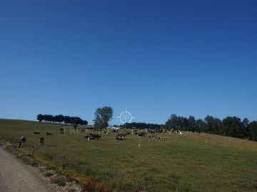 Los Lagos, buen campo lechero y ganadero
