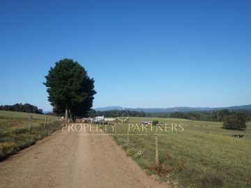 Los Lagos, buen campo lechero y ganadero