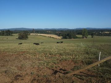 Los Lagos, buen campo lechero y ganadero