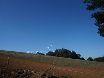 Los Lagos, buen campo lechero y ganadero