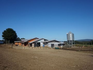 Los Lagos, buen campo lechero y ganadero