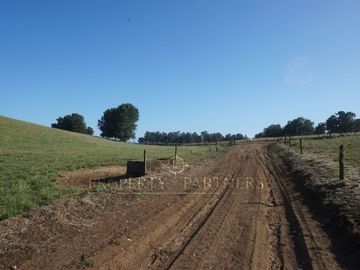Los Lagos, buen campo lechero y ganadero