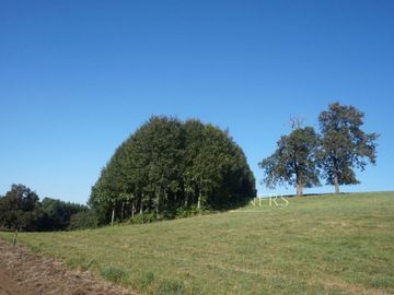 Los Lagos, buen campo lechero y ganadero