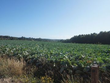 Los Lagos, buen campo lechero y ganadero