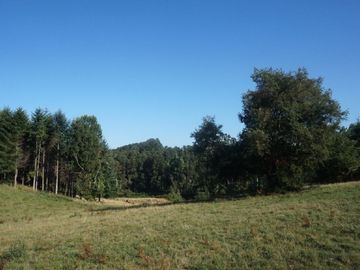 Los Lagos, buen campo lechero y ganadero