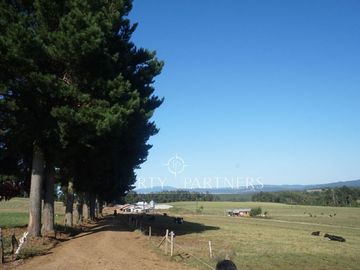 Los Lagos, buen campo lechero y ganadero