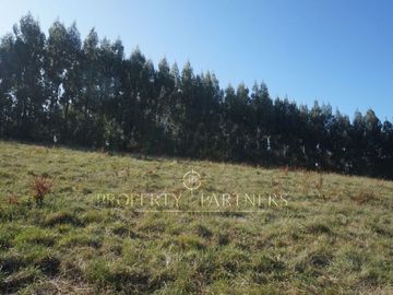 Los Lagos, buen campo lechero y ganadero